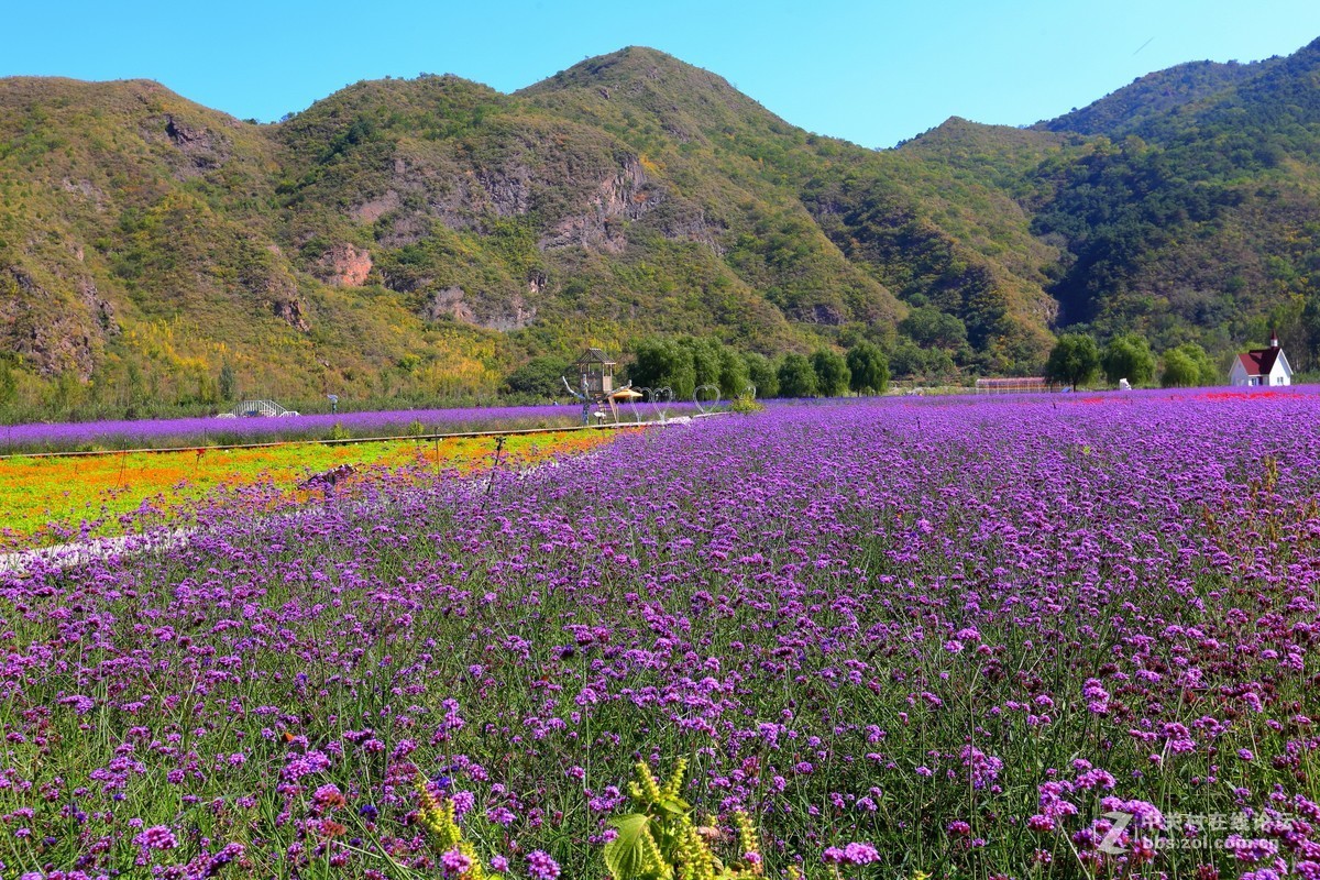 人间花海景区随拍
