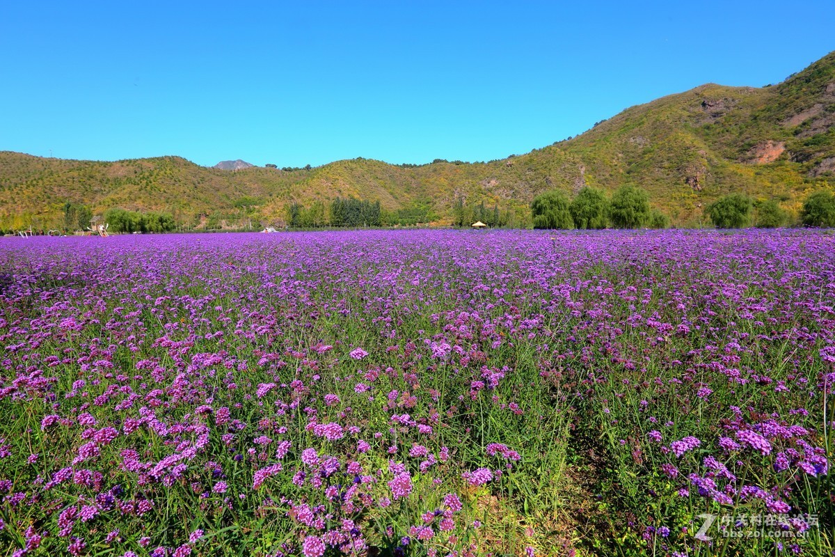 人间花海景区随拍