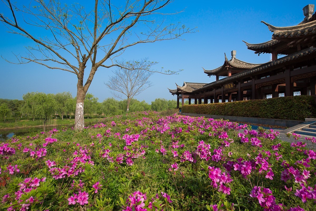 2017-12-16扬州芍药园随拍