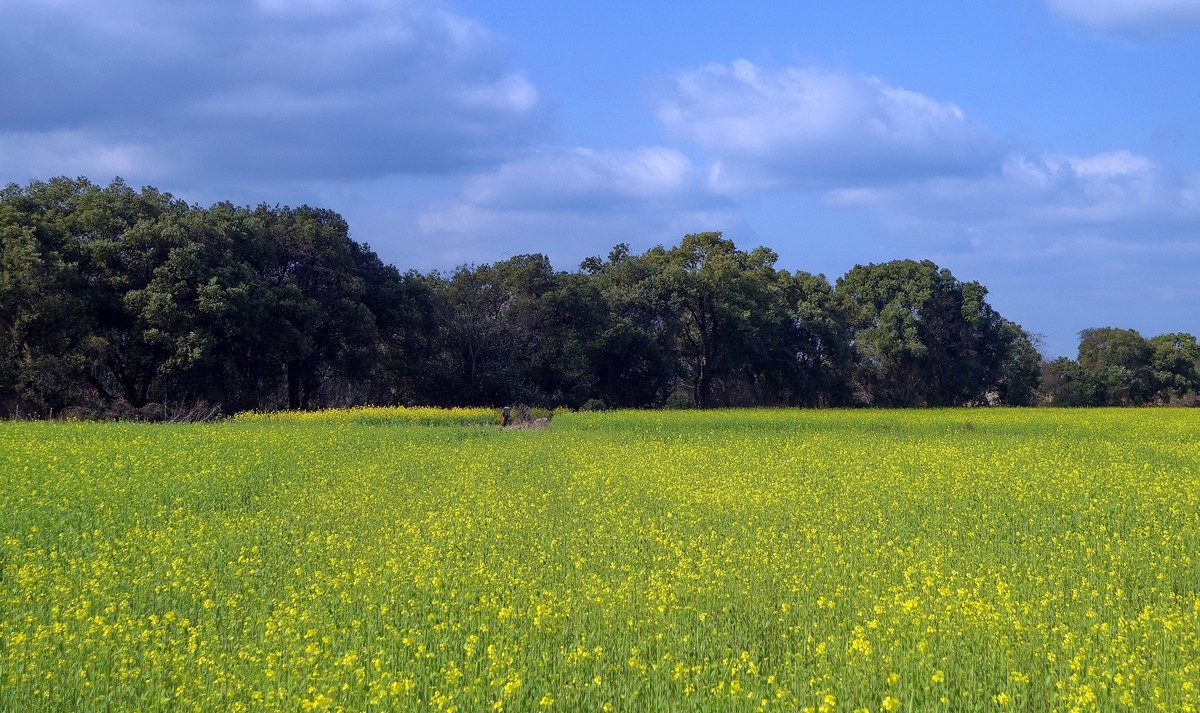 〖 油 菜 花 儿 遍 地 黄 〗