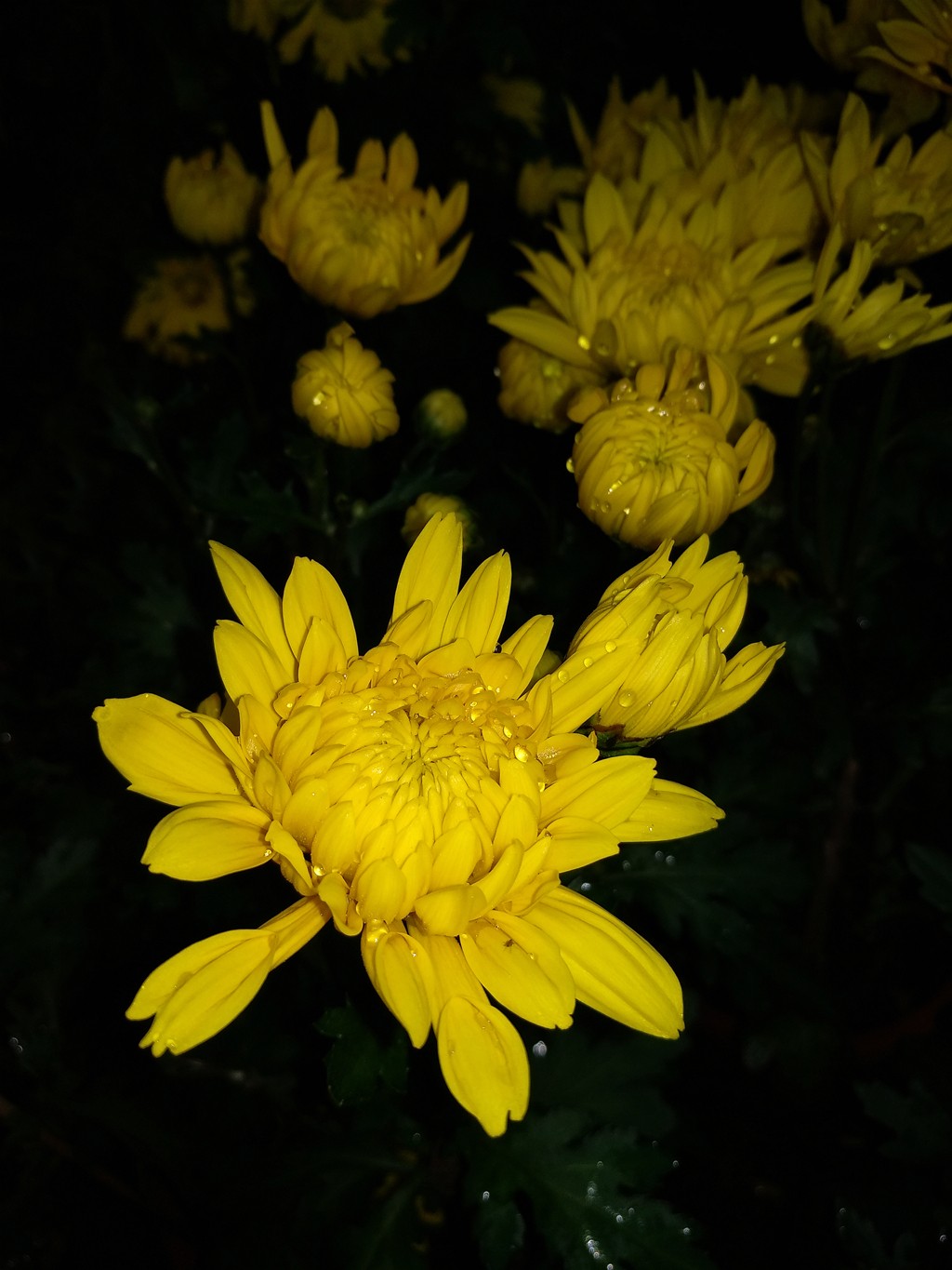 手机拍菊花