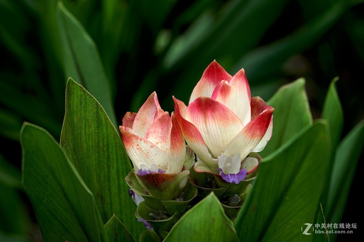 姜荷花-中关村在线摄影论坛