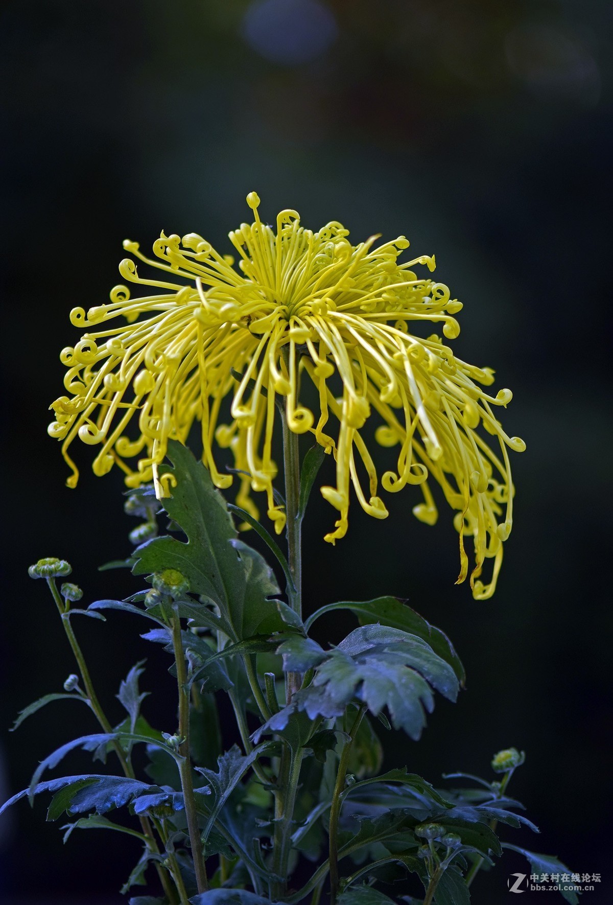 2018郑州市人民公园菊展-1