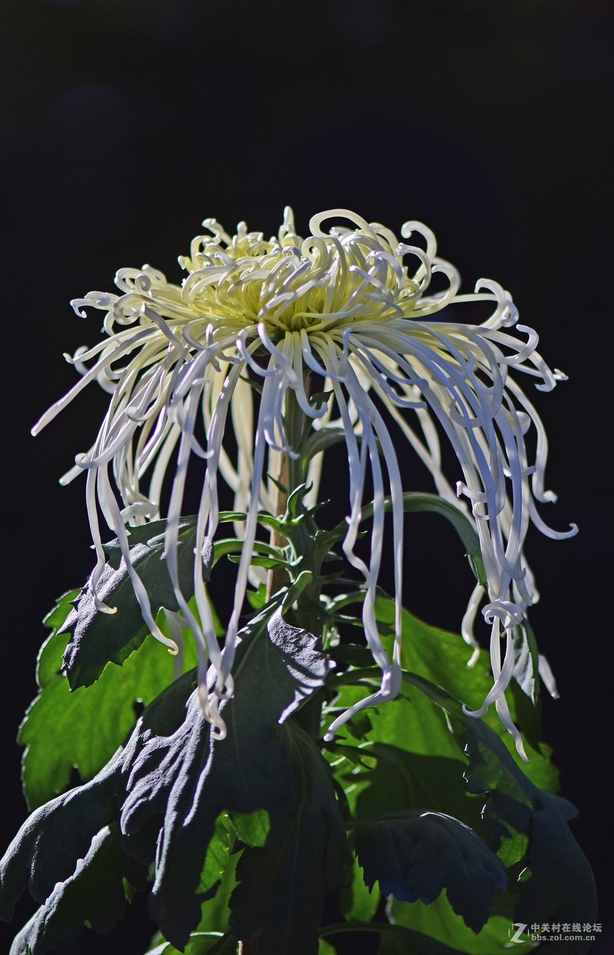 2018郑州市人民公园菊展-1