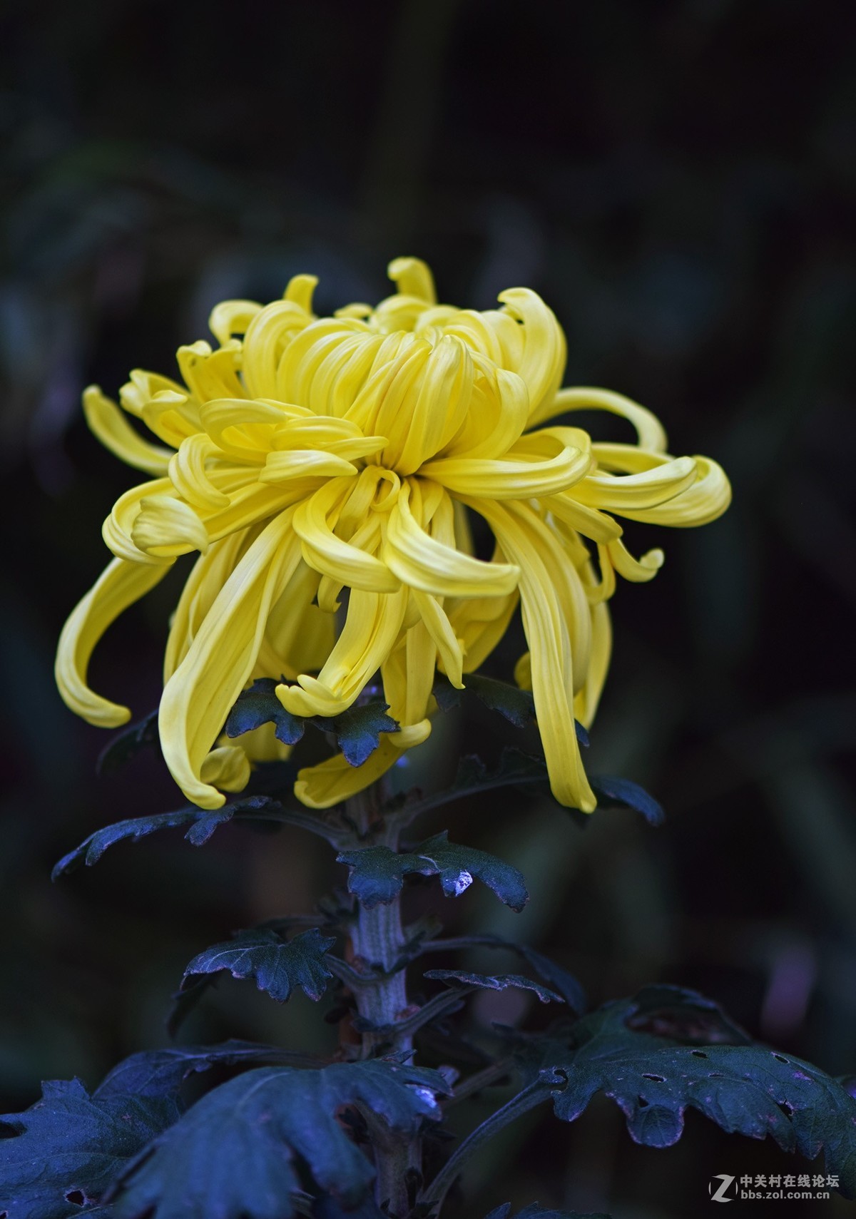 2018郑州市人民公园菊展-1