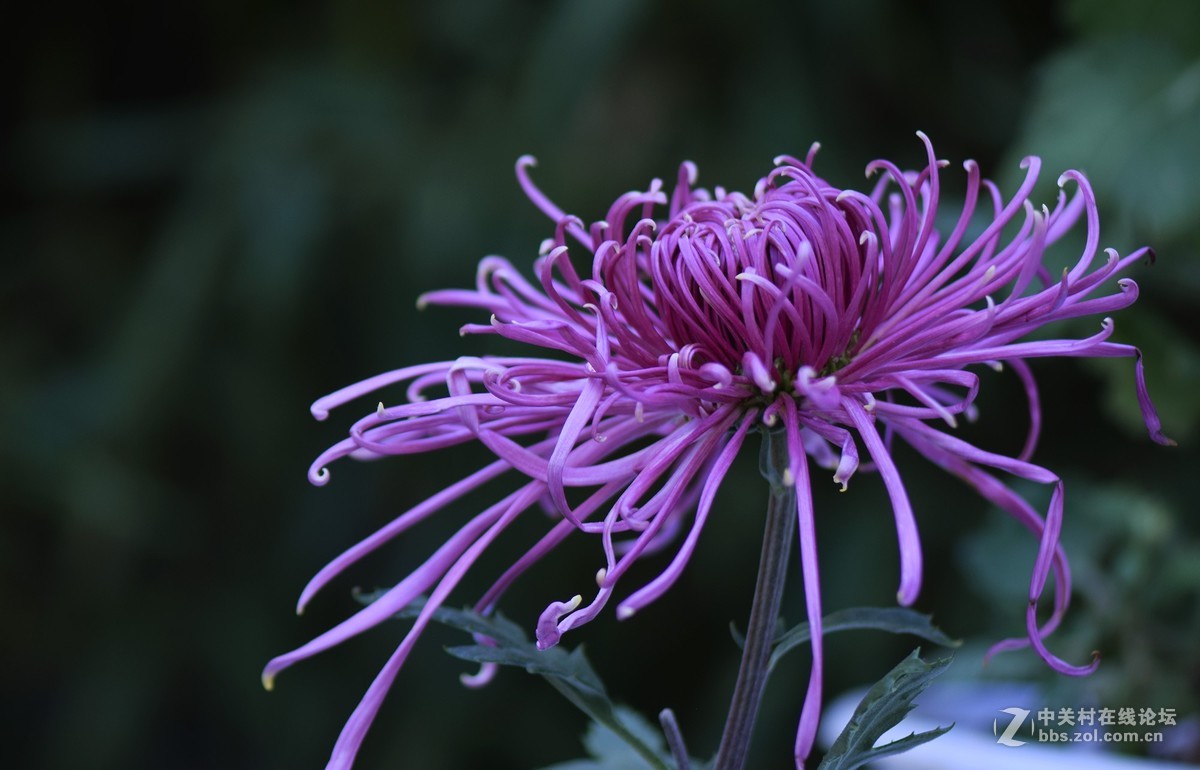 2018郑州市人民公园菊展-1