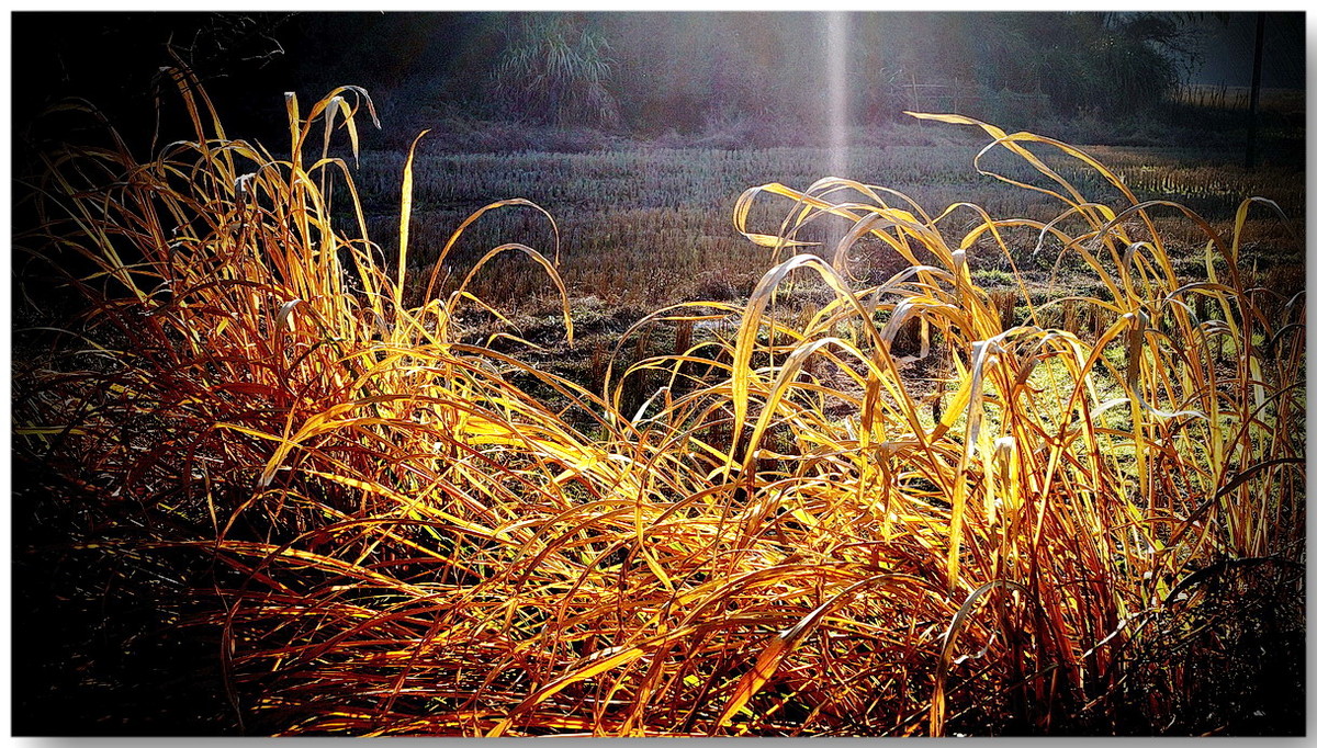 【冬日芦苇草】设自动回复奖
