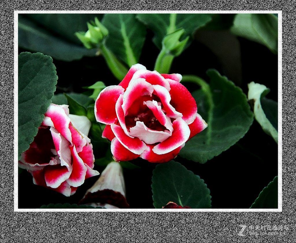 温室内小花