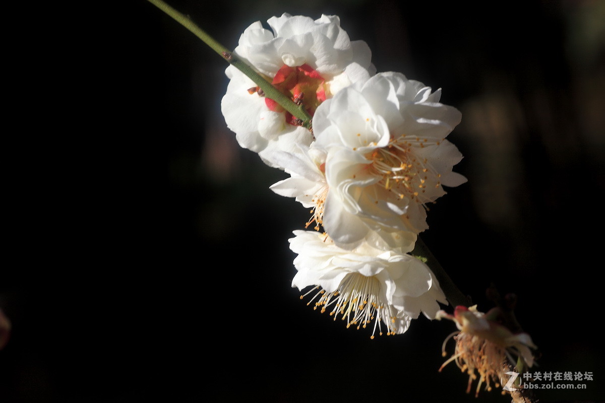 今年梅花初开放