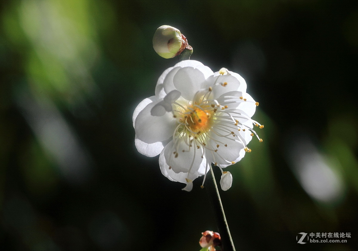 今年梅花初开放