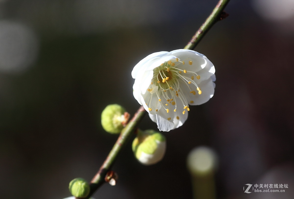 今年梅花初开放