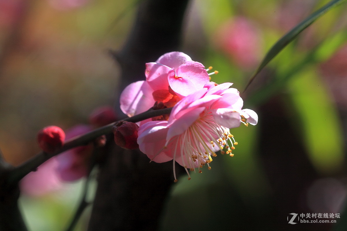 今年梅花初开放