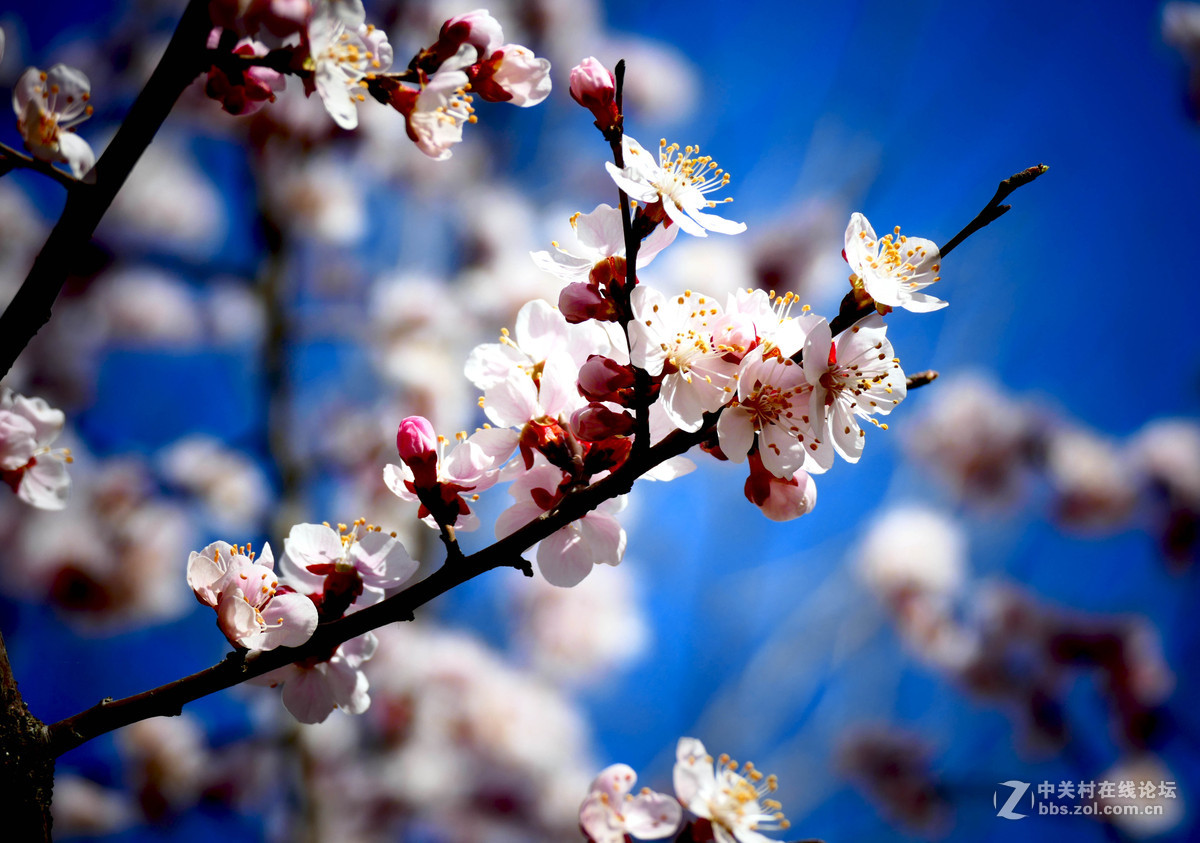 莱卡蓝-玉渊潭拍樱花（风大！有影响）