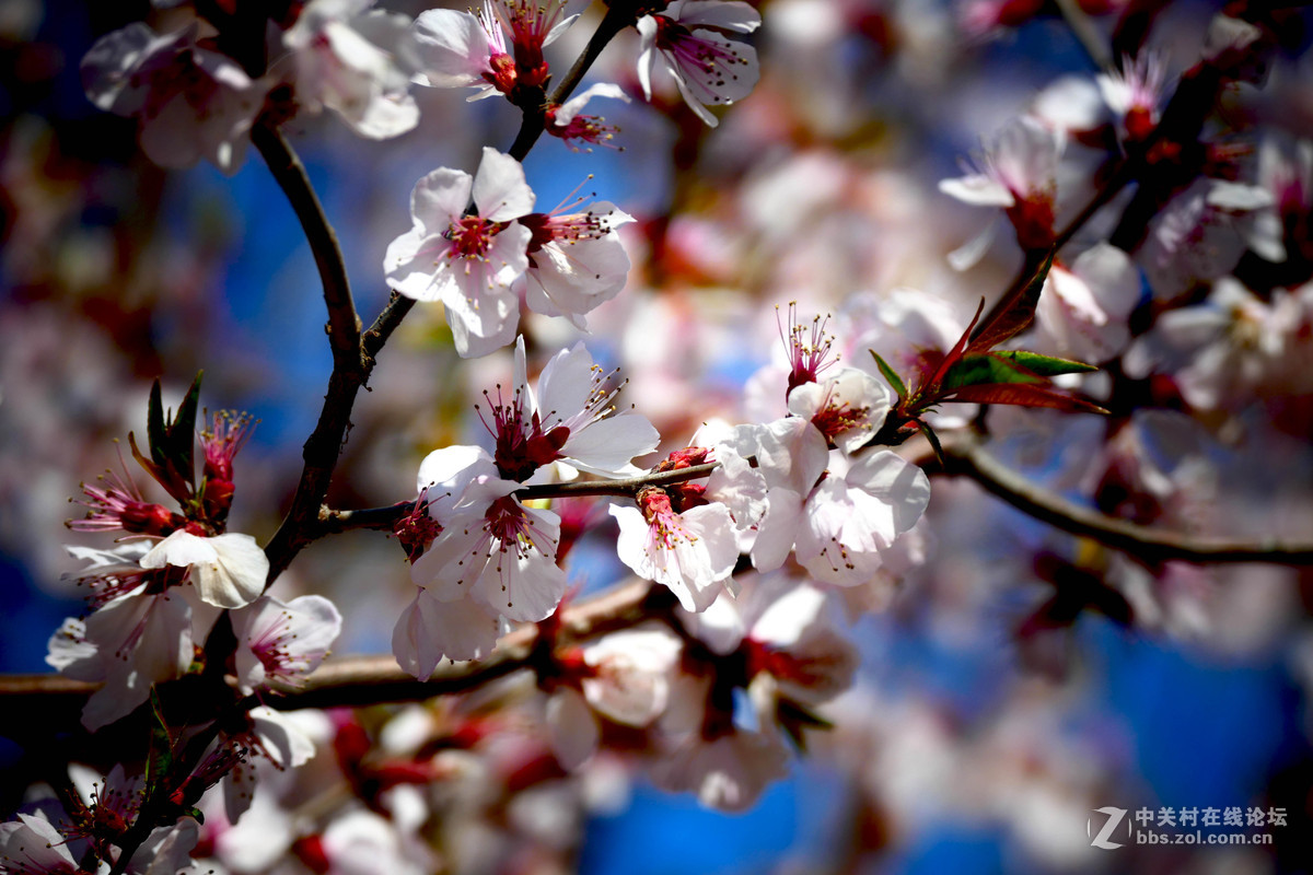 莱卡蓝-玉渊潭拍樱花（风大！有影响）