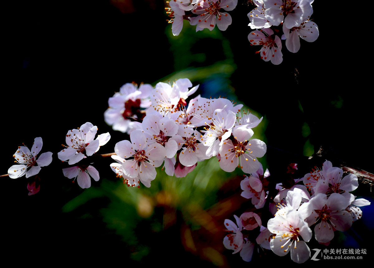 莱卡蓝-玉渊潭拍樱花（风大！有影响）
