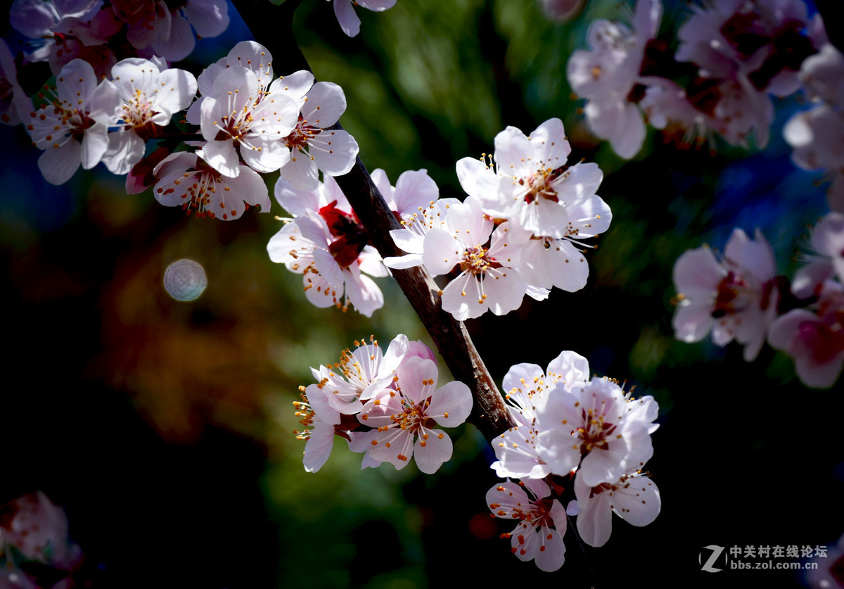 莱卡蓝-玉渊潭拍樱花（风大！有影响）