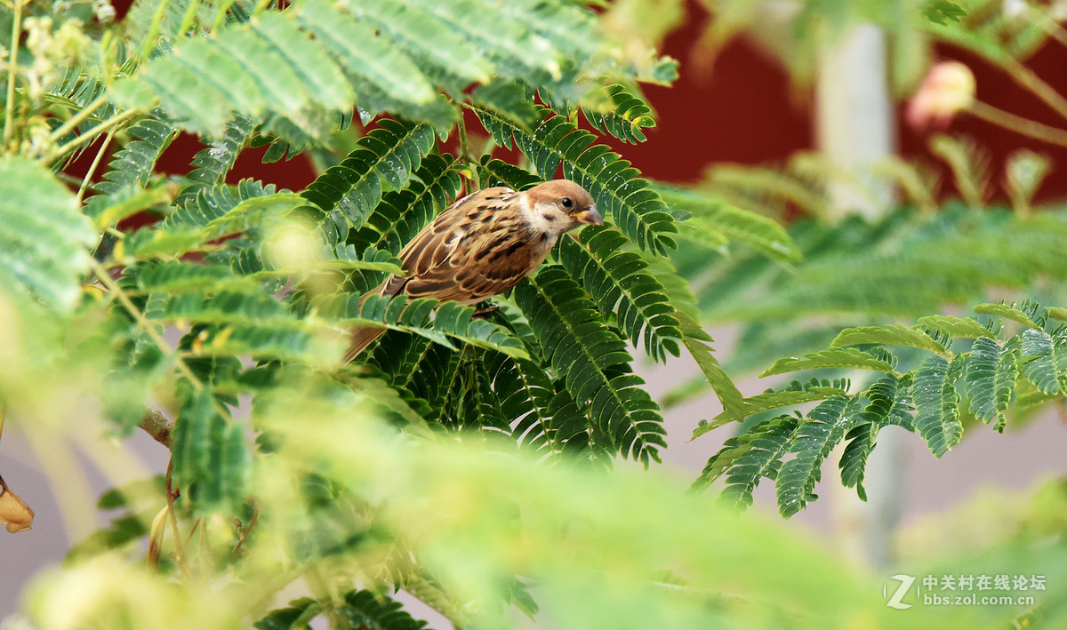 在家的窗台上打麻雀   1