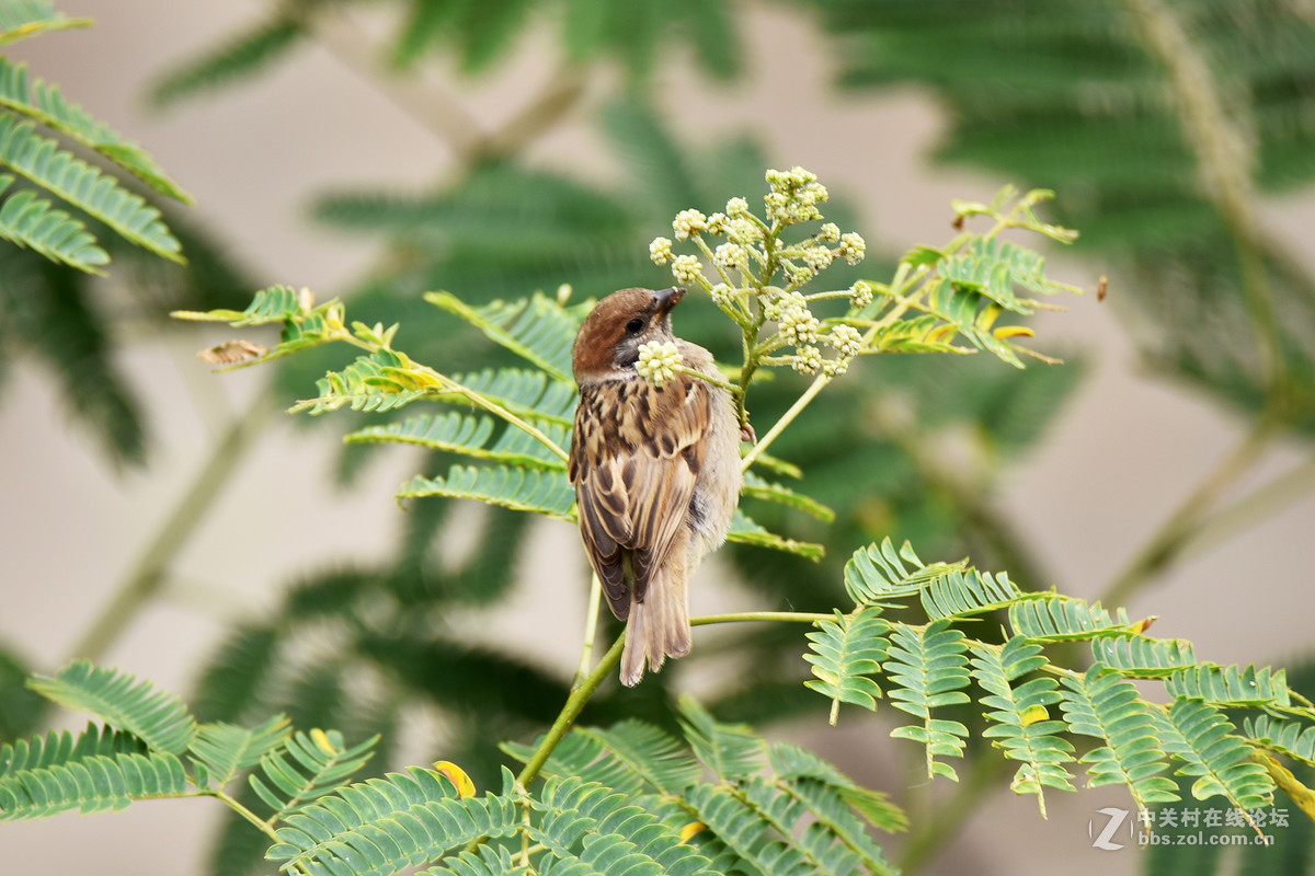 在家的窗台上打麻雀   1