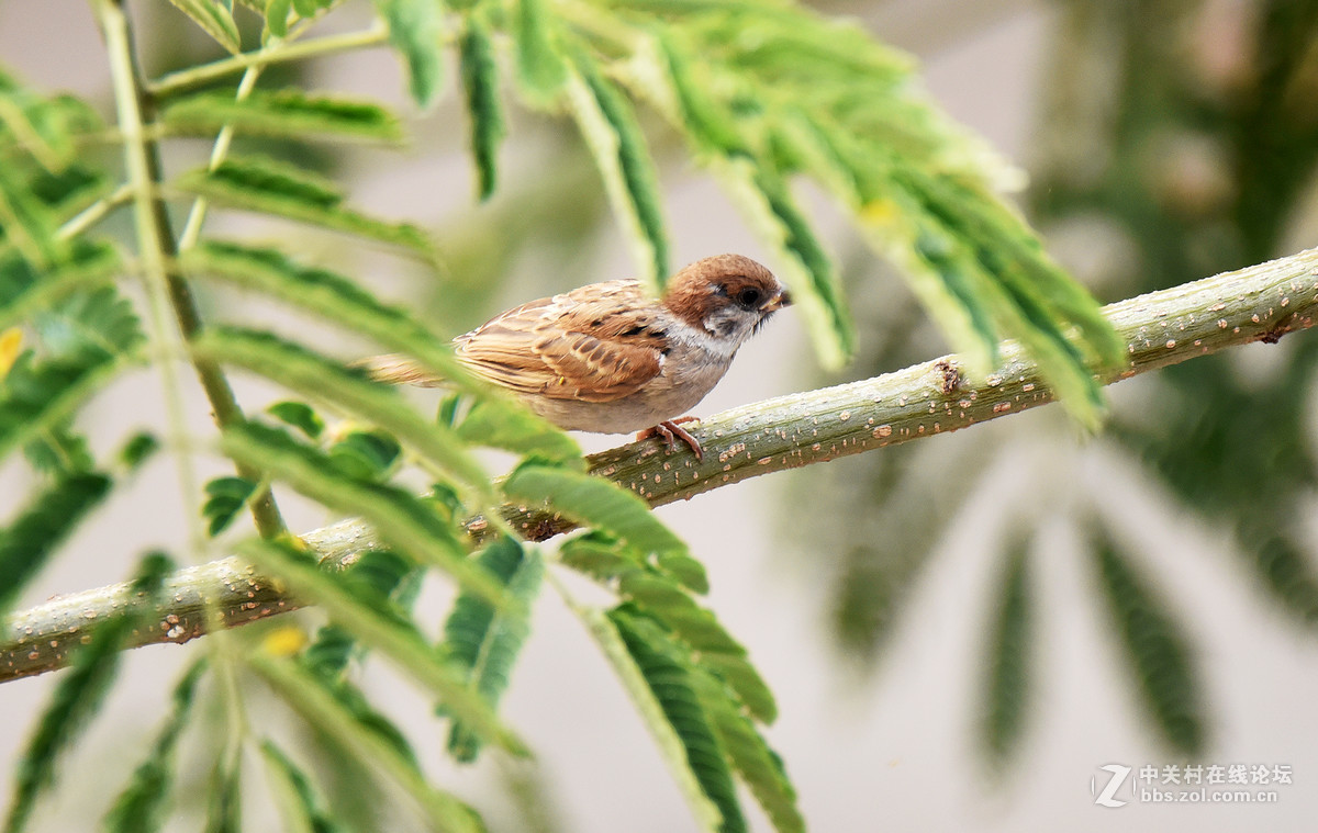 在家的窗台上打麻雀   1