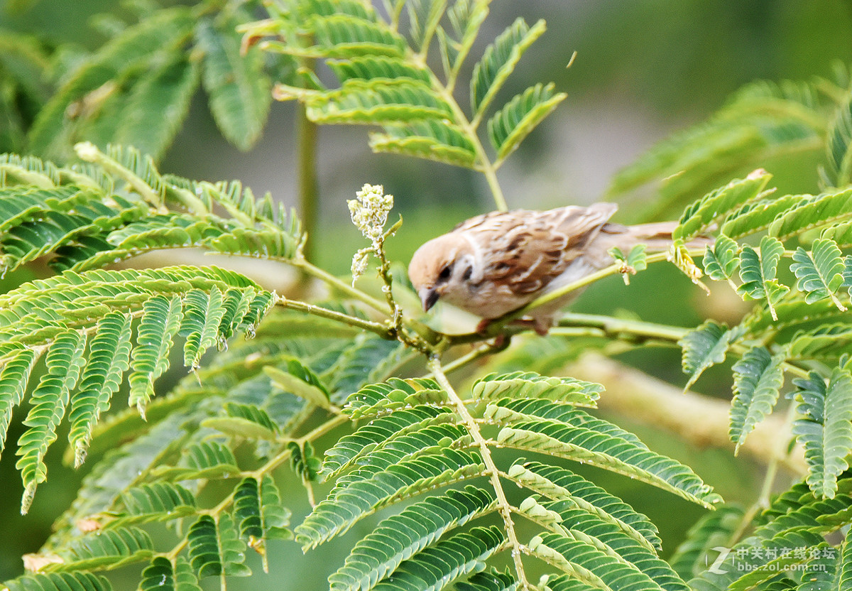 在家的窗台上打麻雀   1