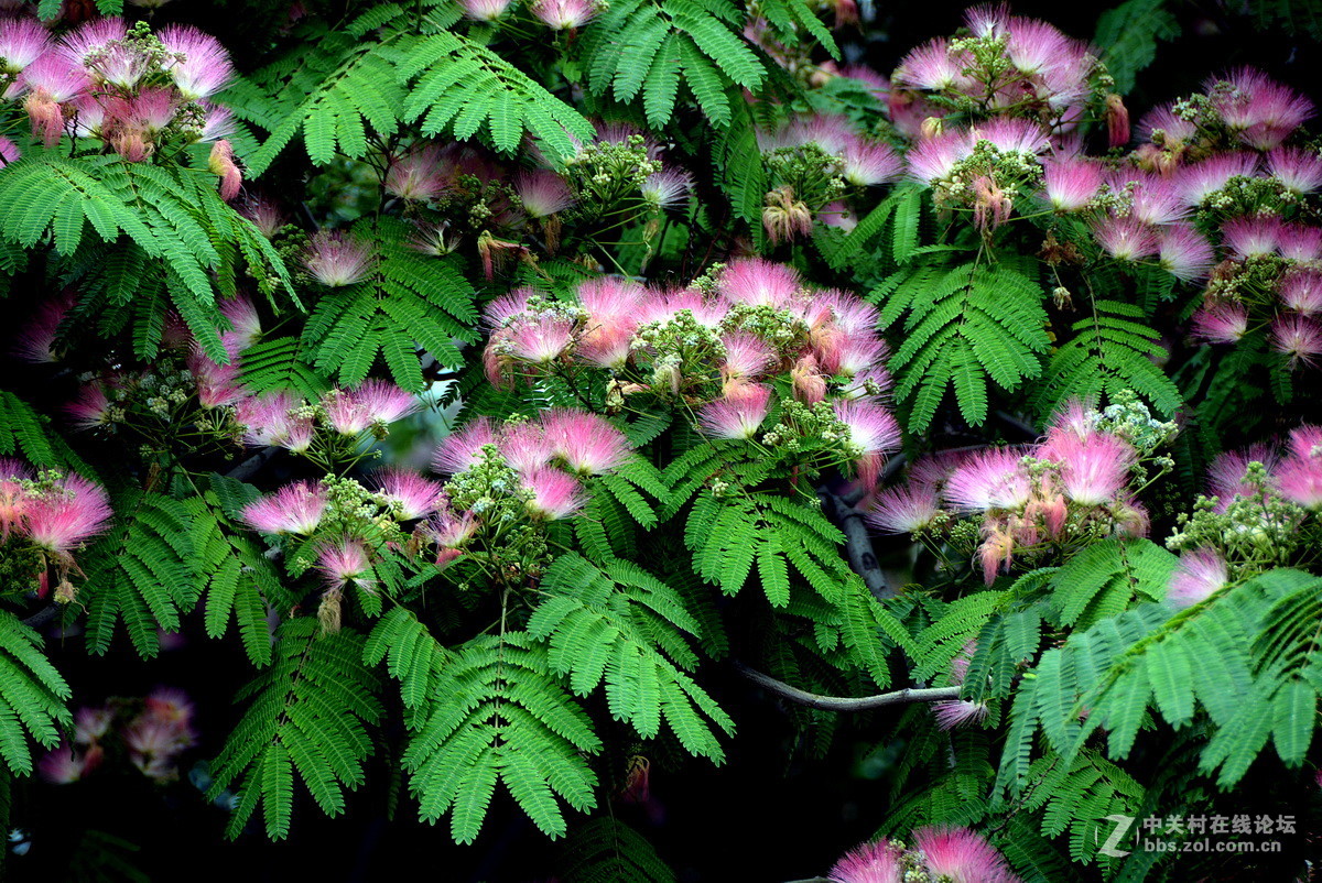 合欢树花开红艳艳