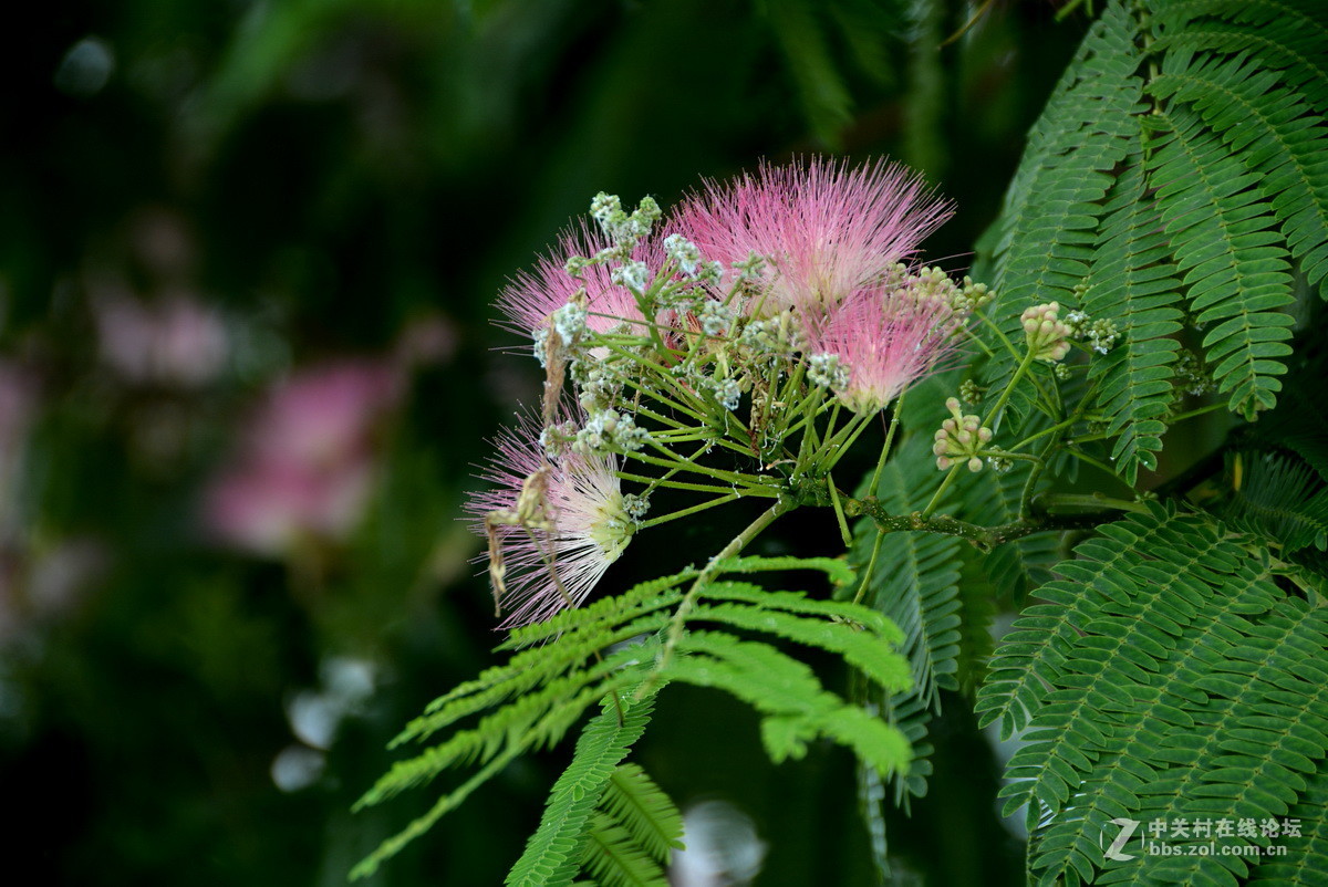 合欢树花开红艳艳