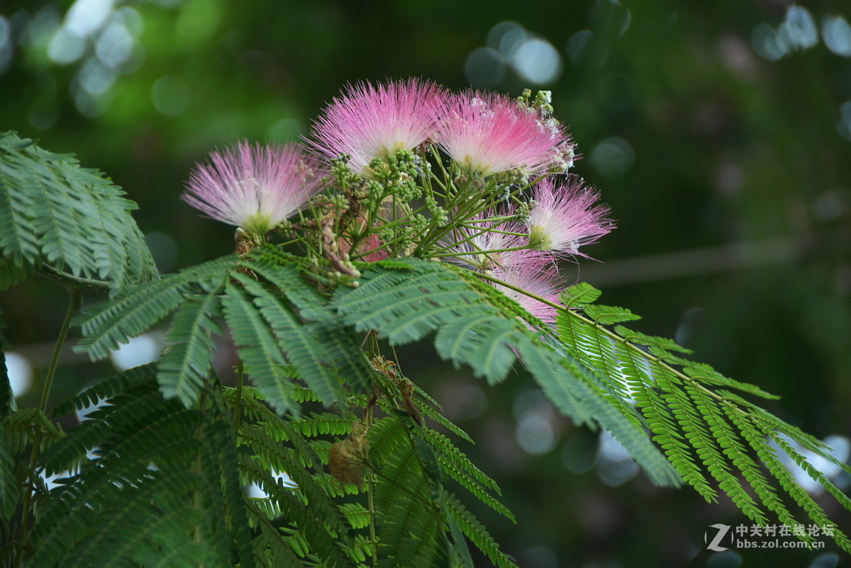 合欢树花开红艳艳