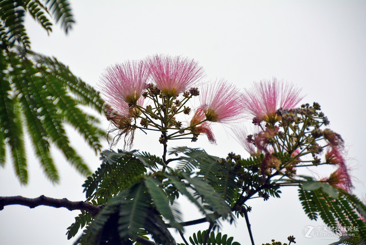 合欢树花开红艳艳