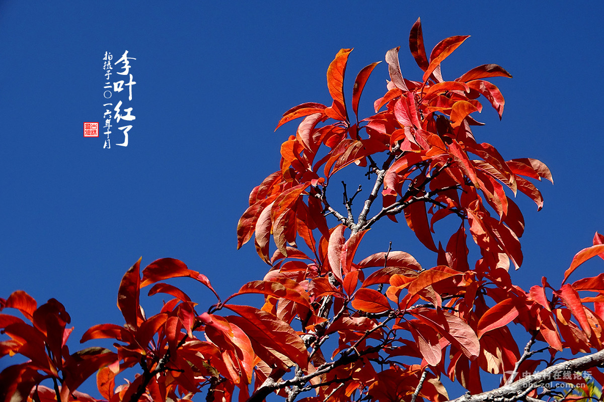 【  “李叶” 红了  】