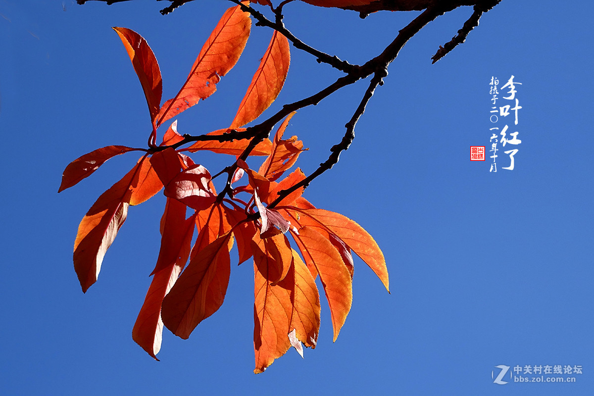 【  “李叶” 红了  】