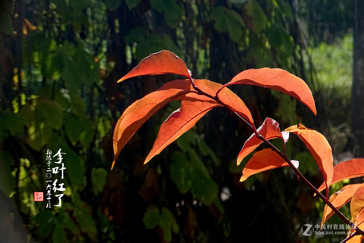 【  “李叶” 红了  】