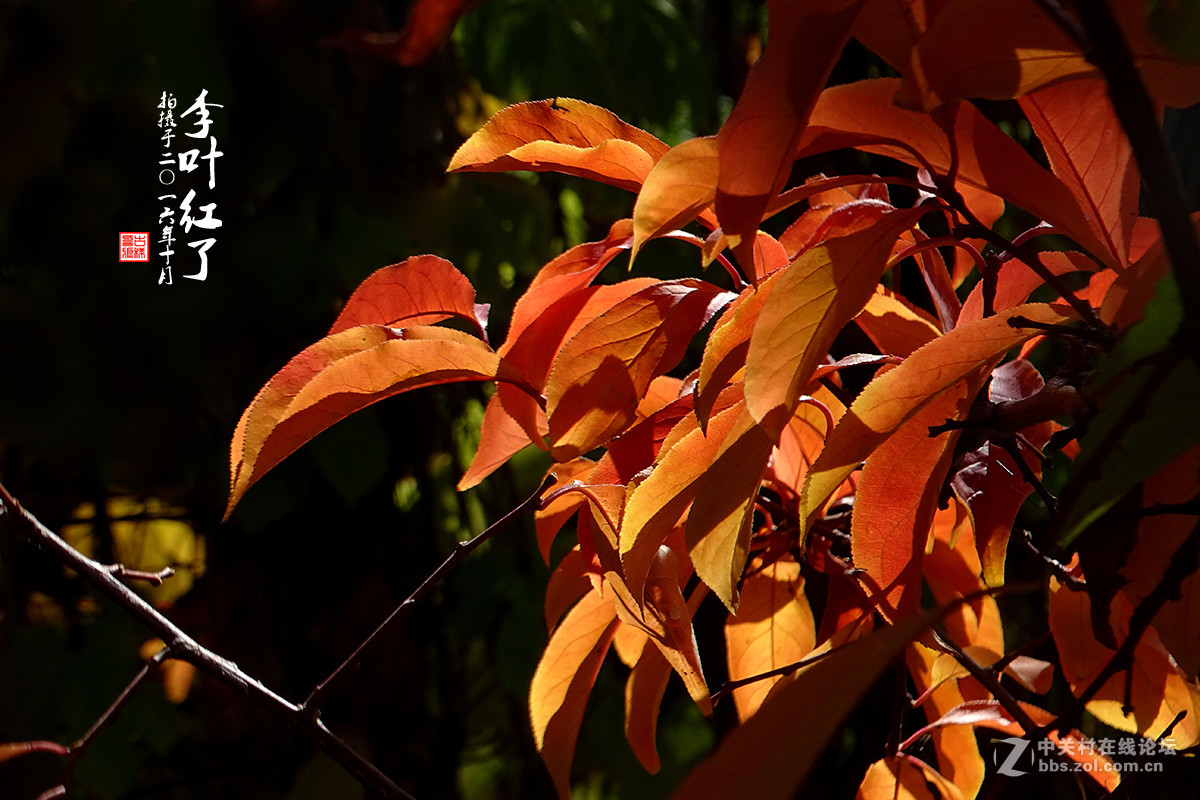 【  “李叶” 红了  】