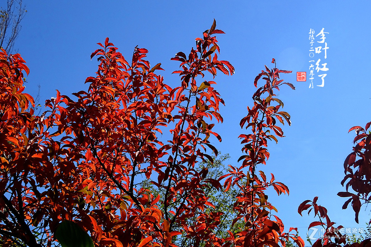 【  “李叶” 红了  】