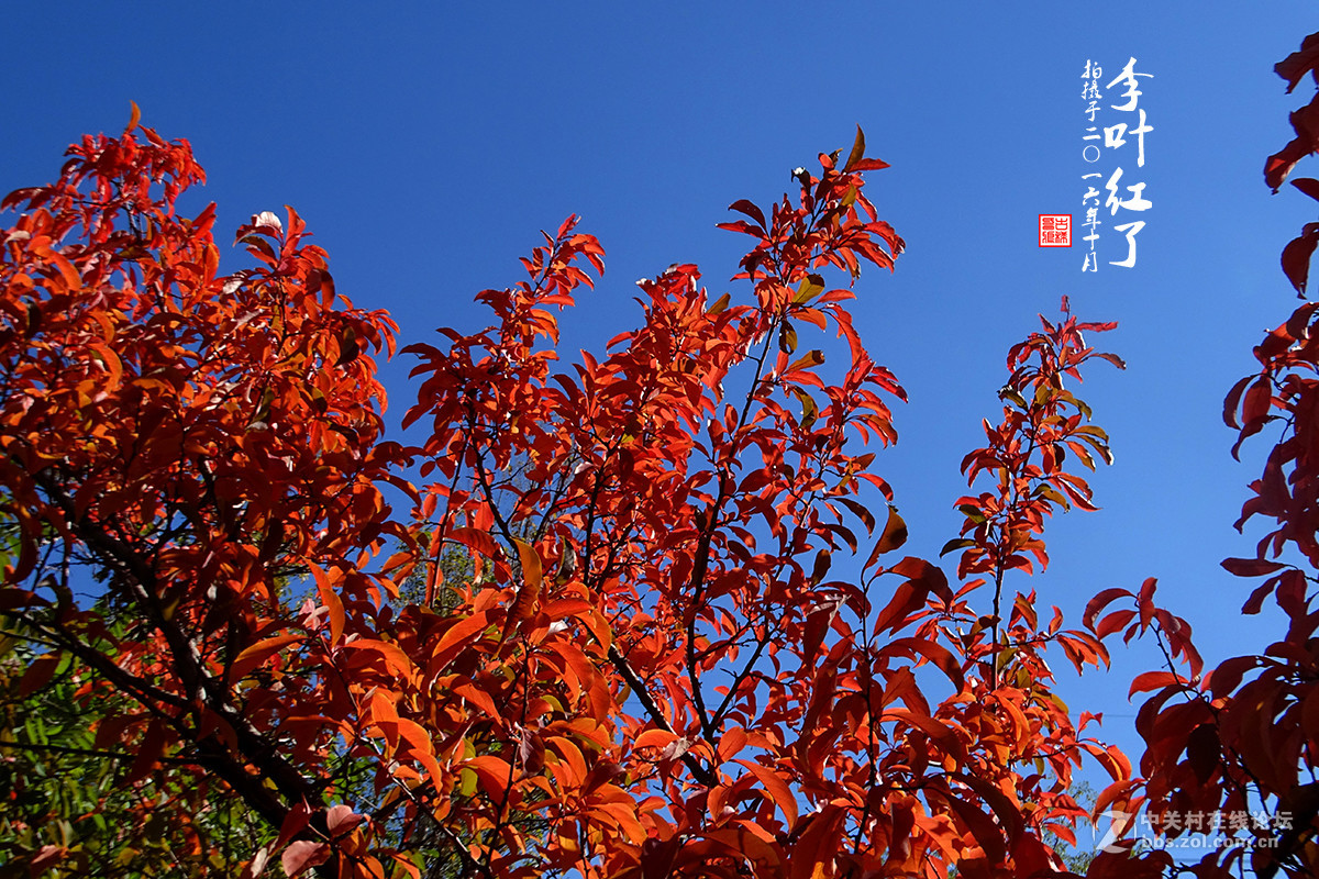 【  “李叶” 红了  】