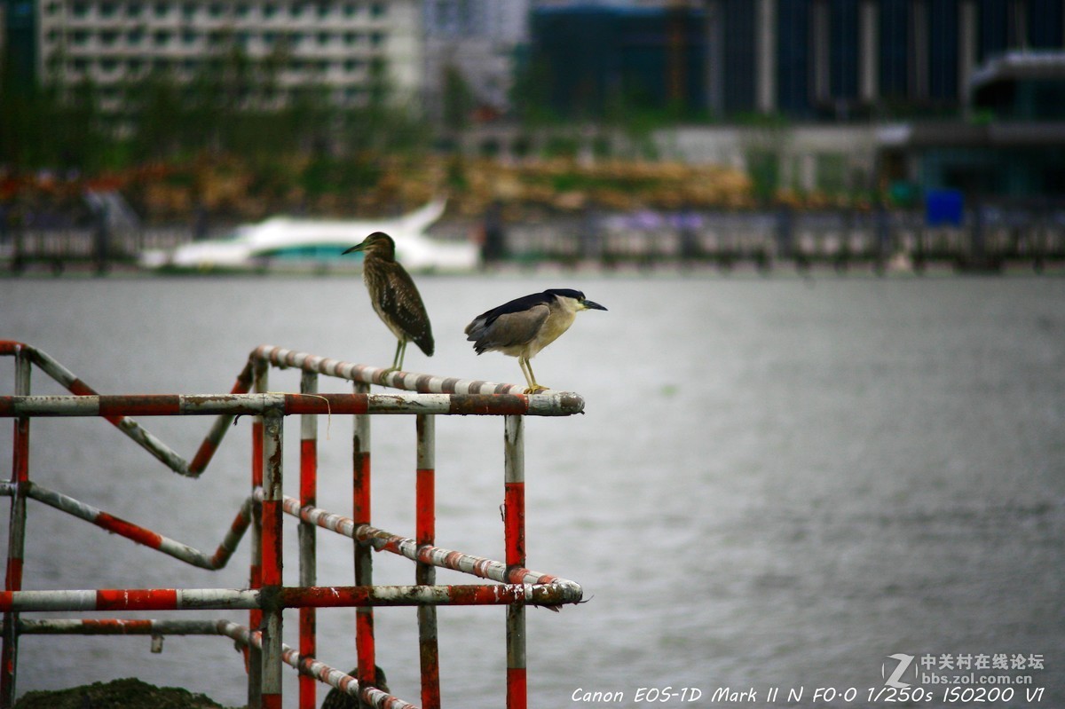 威达70-210 f3.5 黄浦江边打鸟