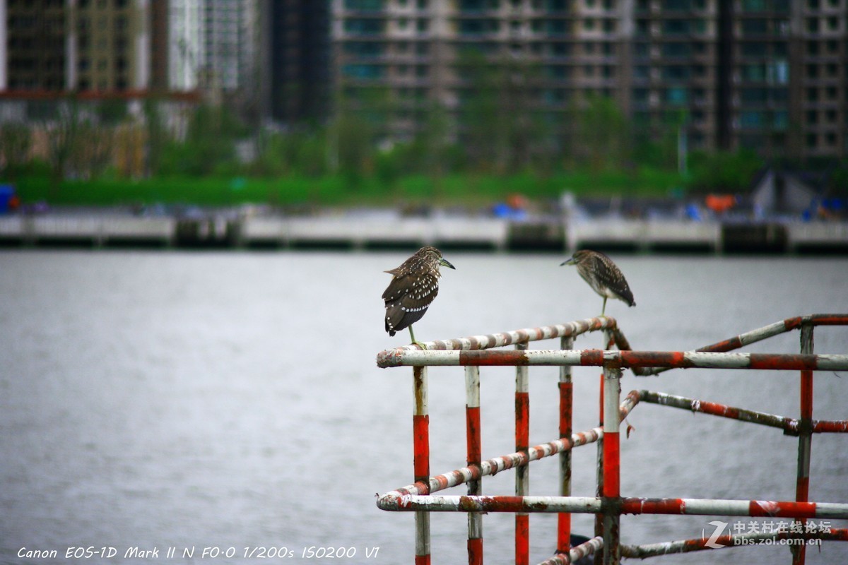 威达70-210 f3.5 黄浦江边打鸟