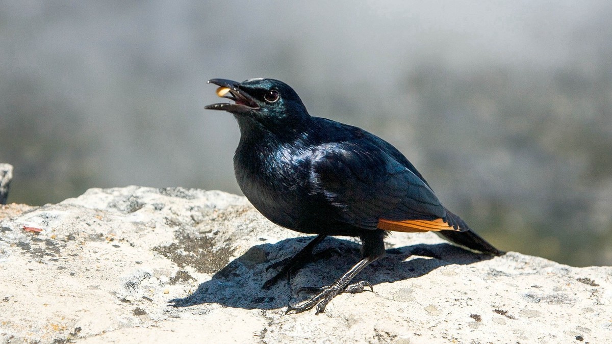 开普敦桌山国家森林公园