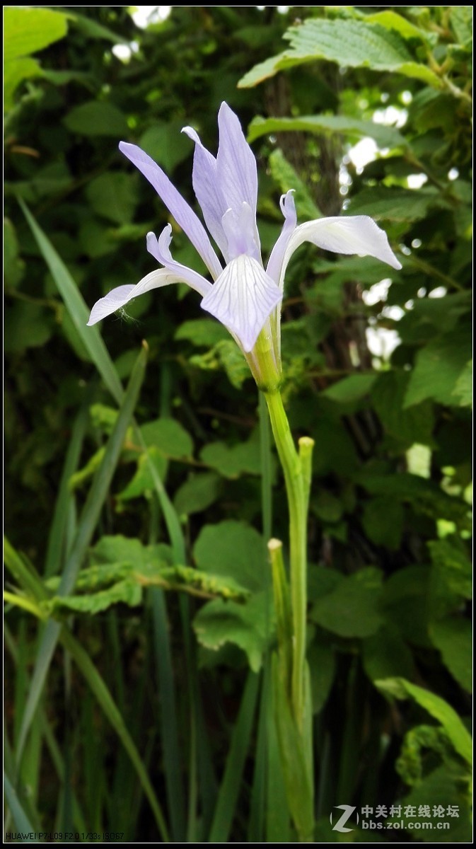 馬蘭花