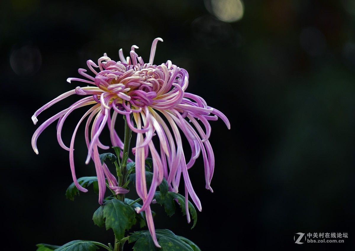 2018郑州市人民公园菊展-2