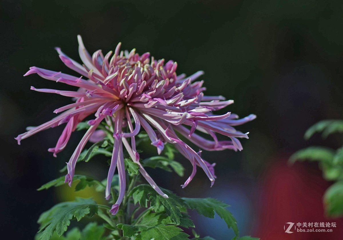 2018郑州市人民公园菊展-2