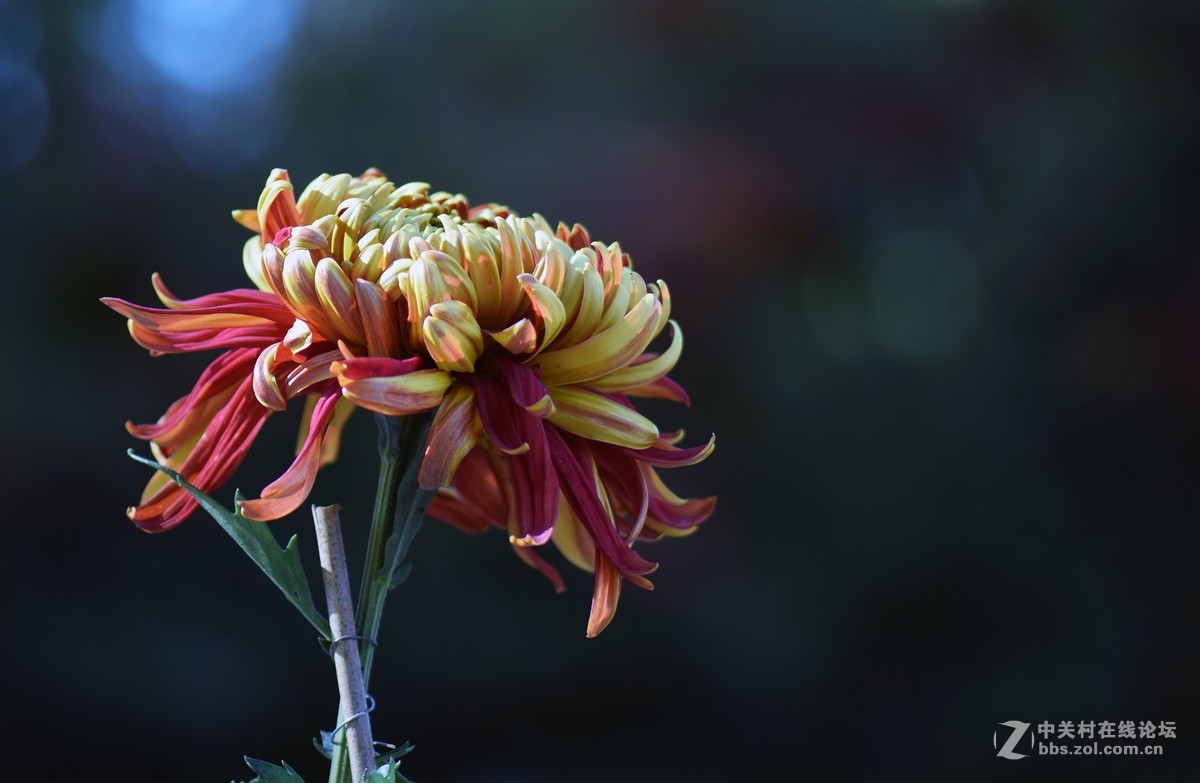 2018郑州市人民公园菊展-2