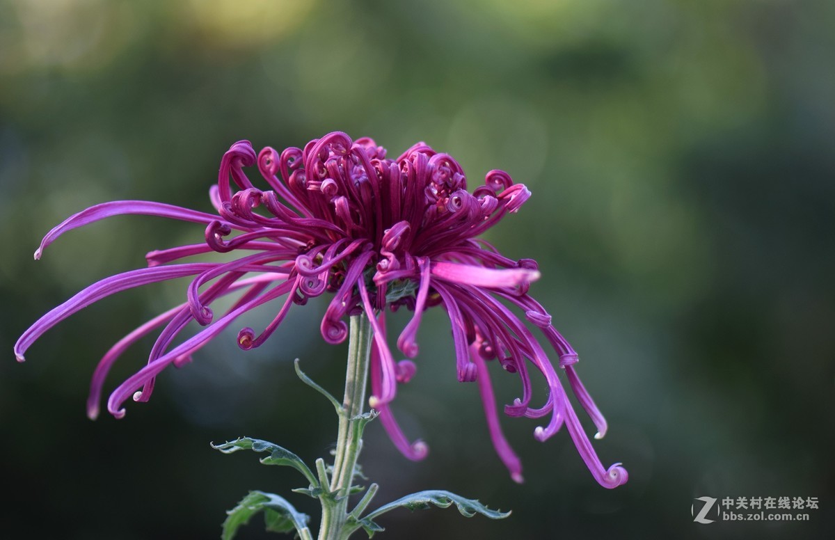 2018郑州市人民公园菊展-2