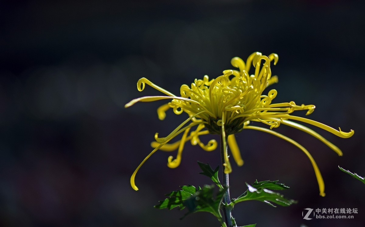 2018郑州市人民公园菊展-2