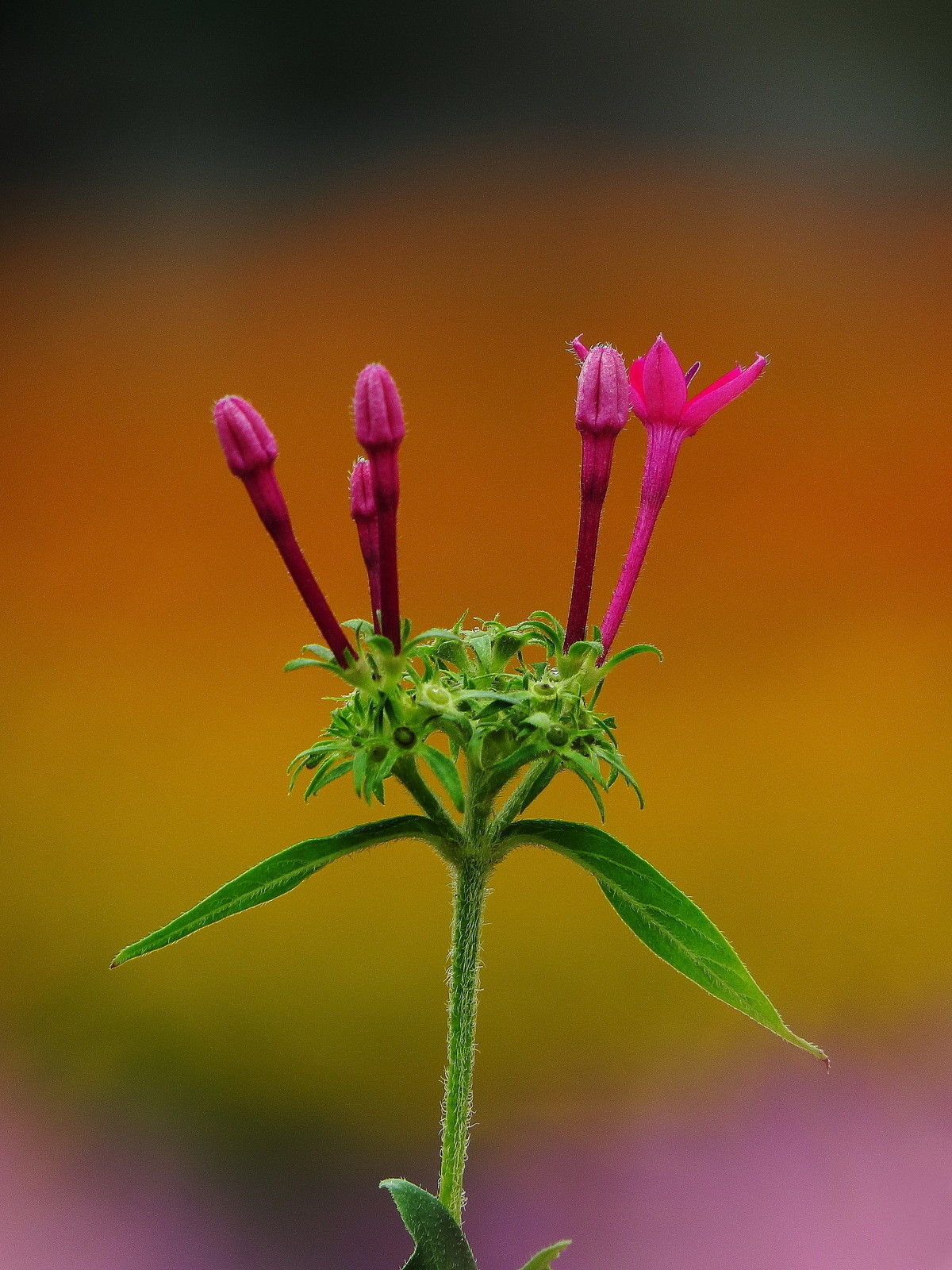 沾花惹草