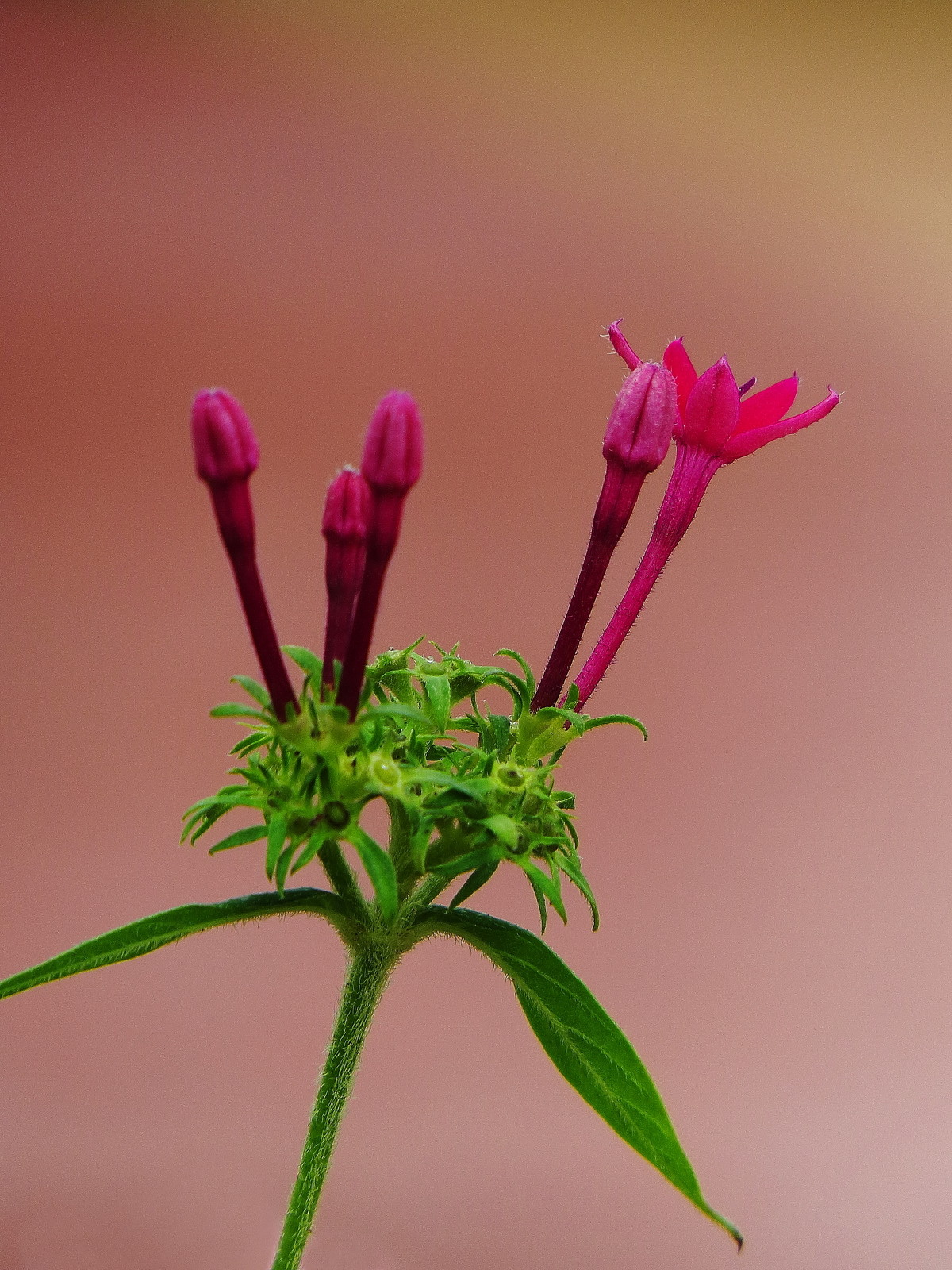 沾花惹草