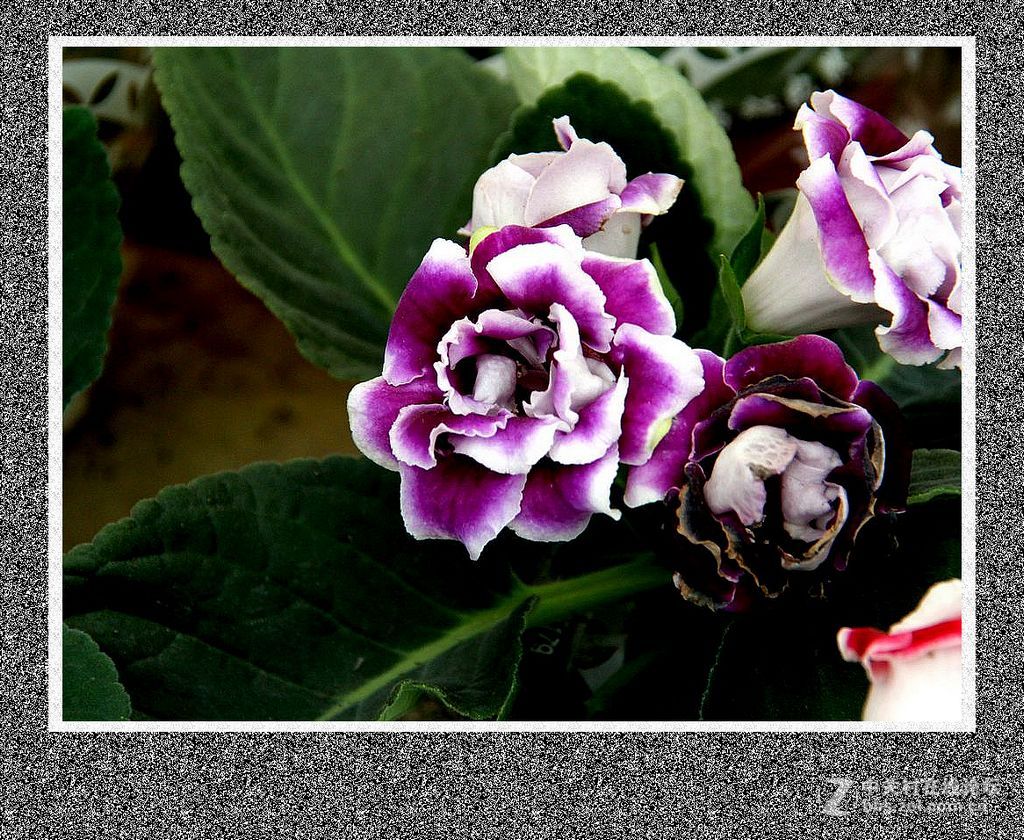 温室内小花