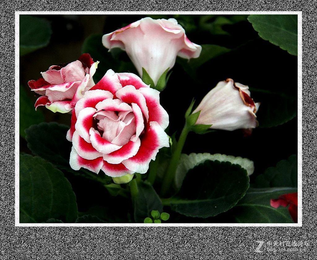温室内小花