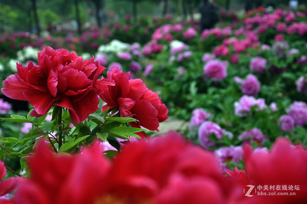 盛开的牡丹