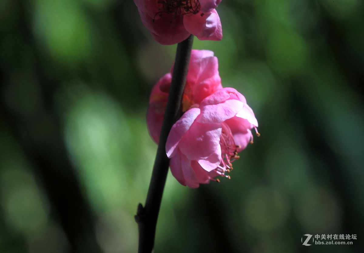 今年梅花初开放