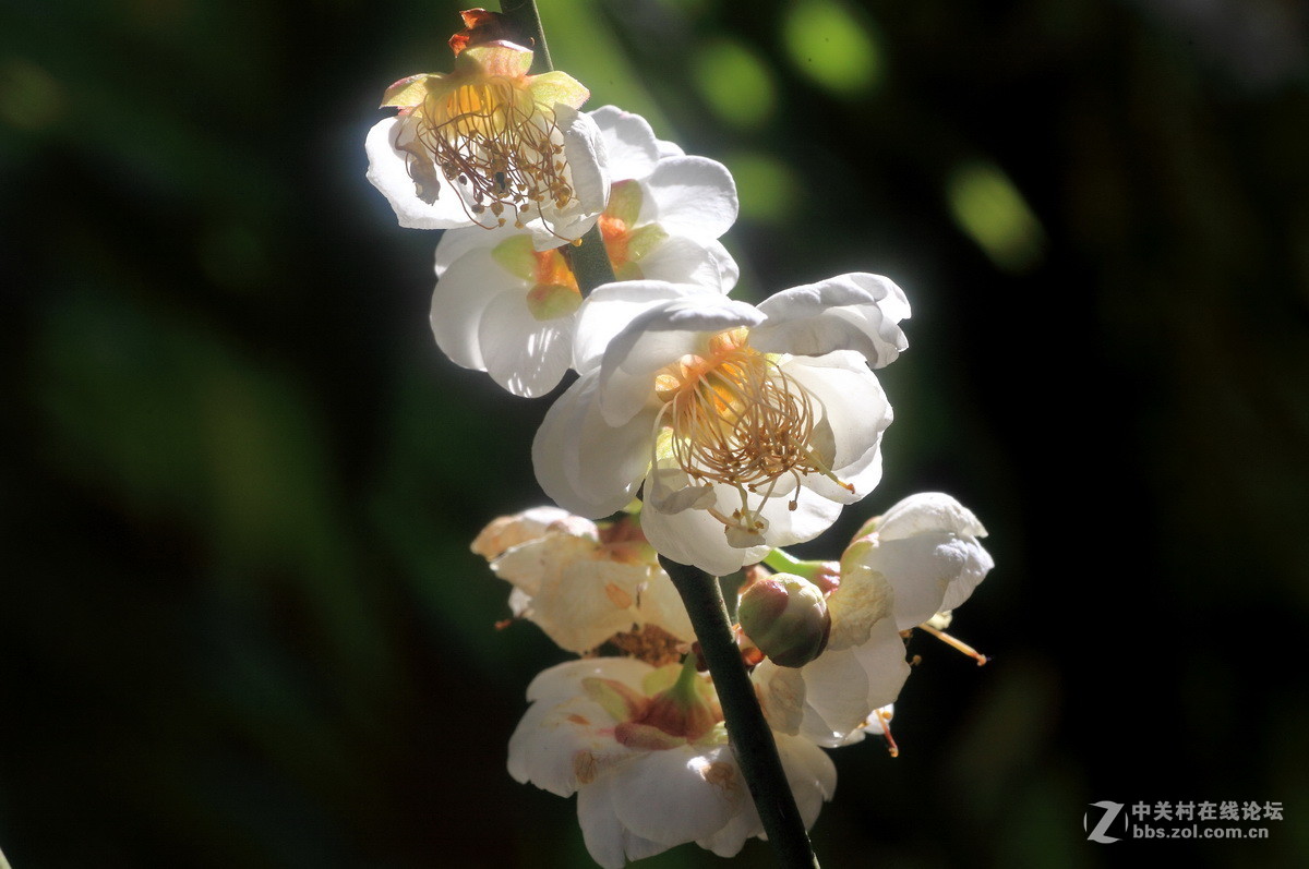 今年梅花初开放